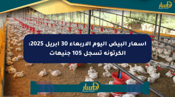 أسعار البيض اليوم الأربعاء 30 أبريل 2025: الكرتونة تسجل 105 جنيهات